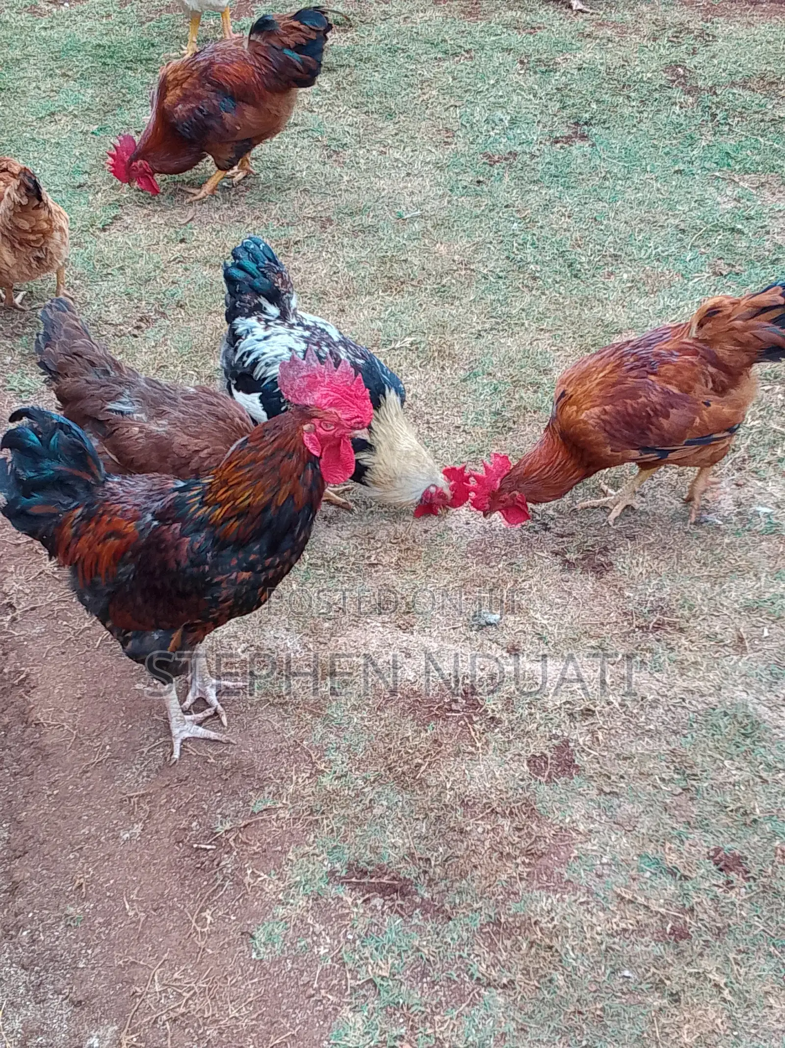 Kienyenji Jogoo for Sale