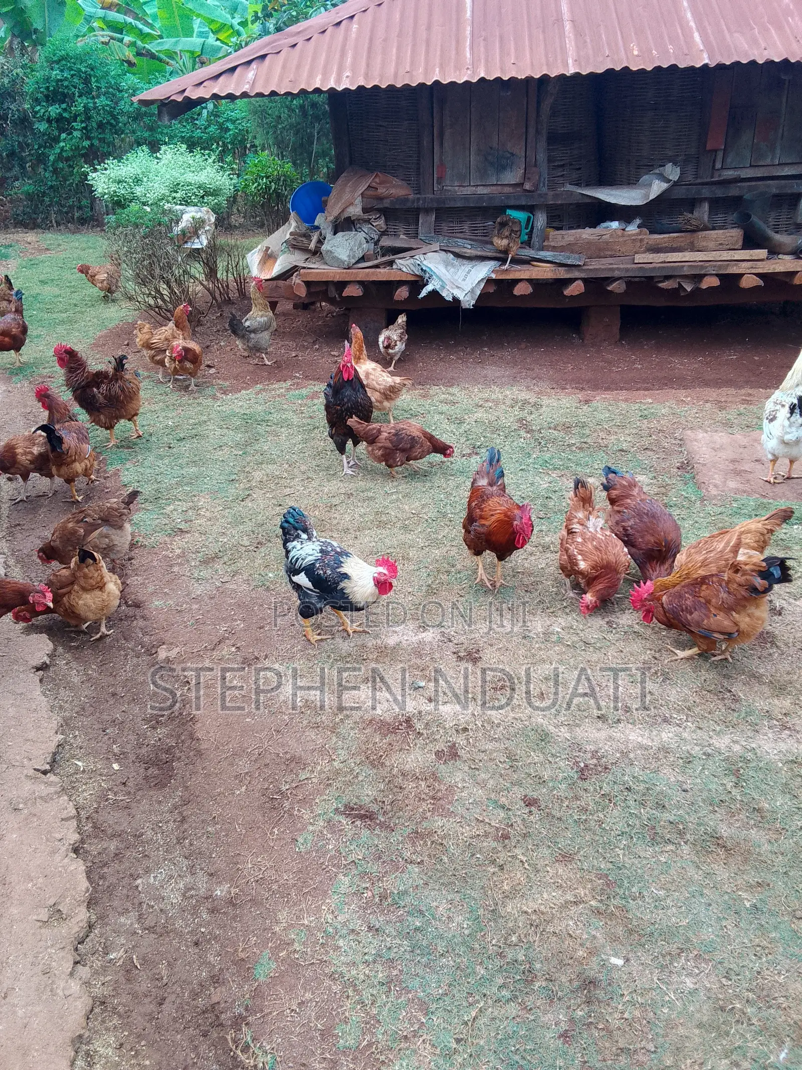 Kienyenji Jogoo for Sale