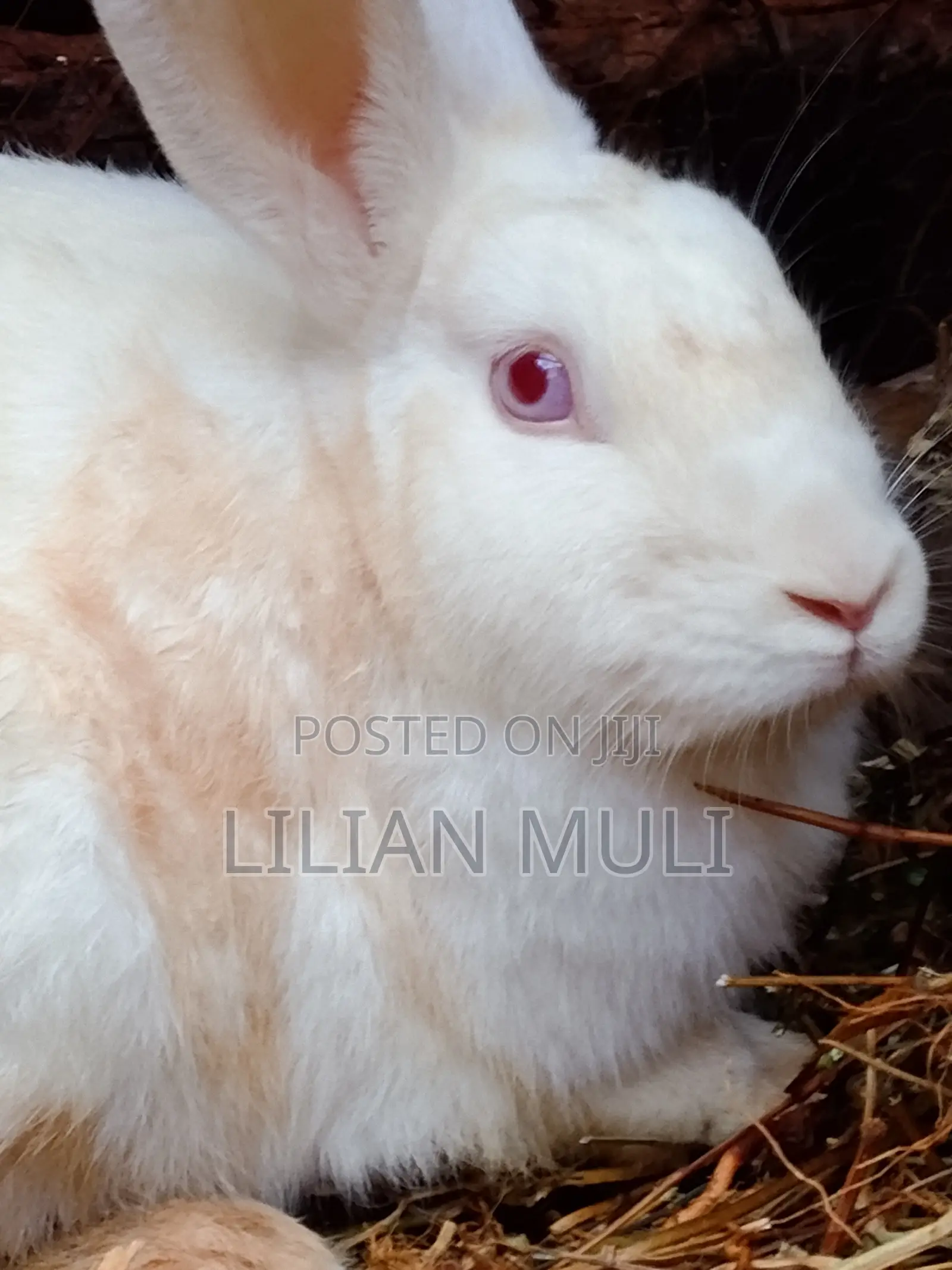 All Rabbit Breeds Available in Machakos