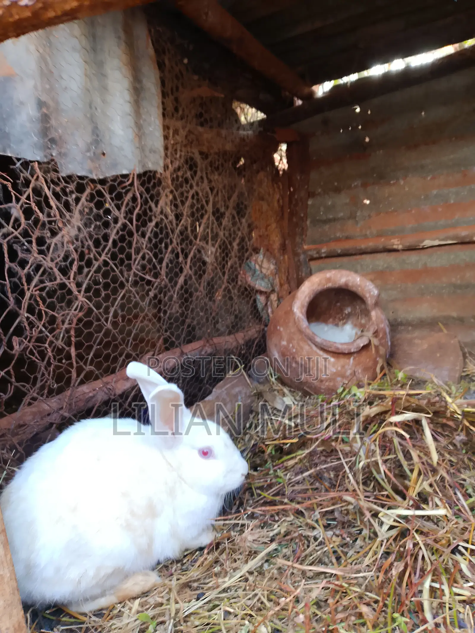 All Rabbit Breeds Available in Machakos