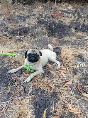 3-6 months Female Purebred Pug
