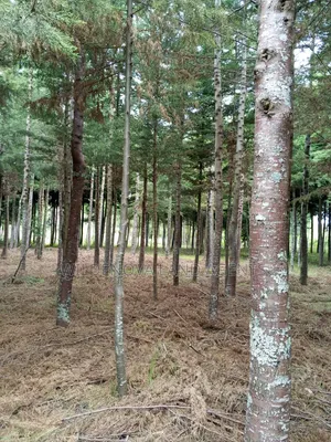 Land on Sale at Kinangop
