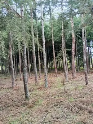 Land on Sale at Kinangop