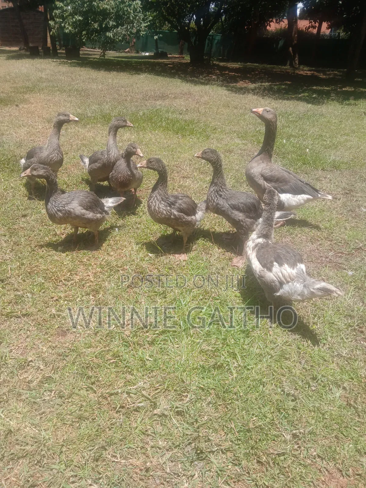 3 Month Old Goslings