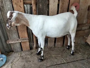 Galla Goat for Meat