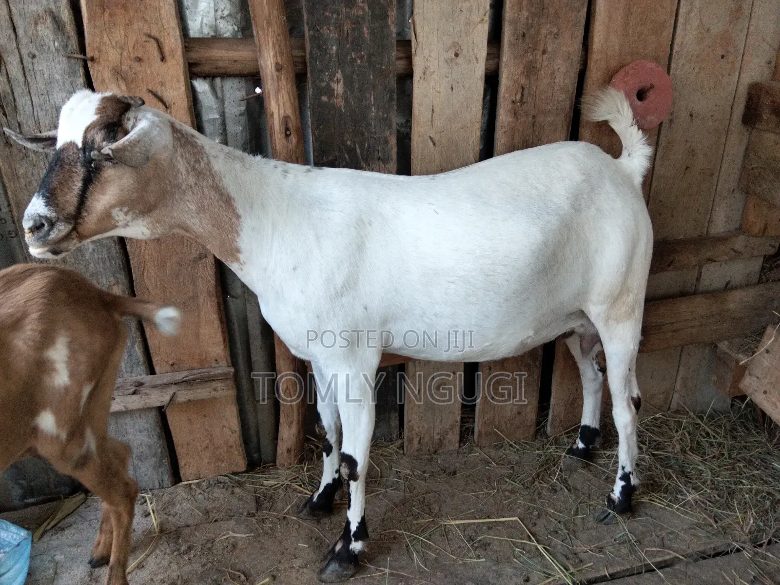 Galla Goat for Meat