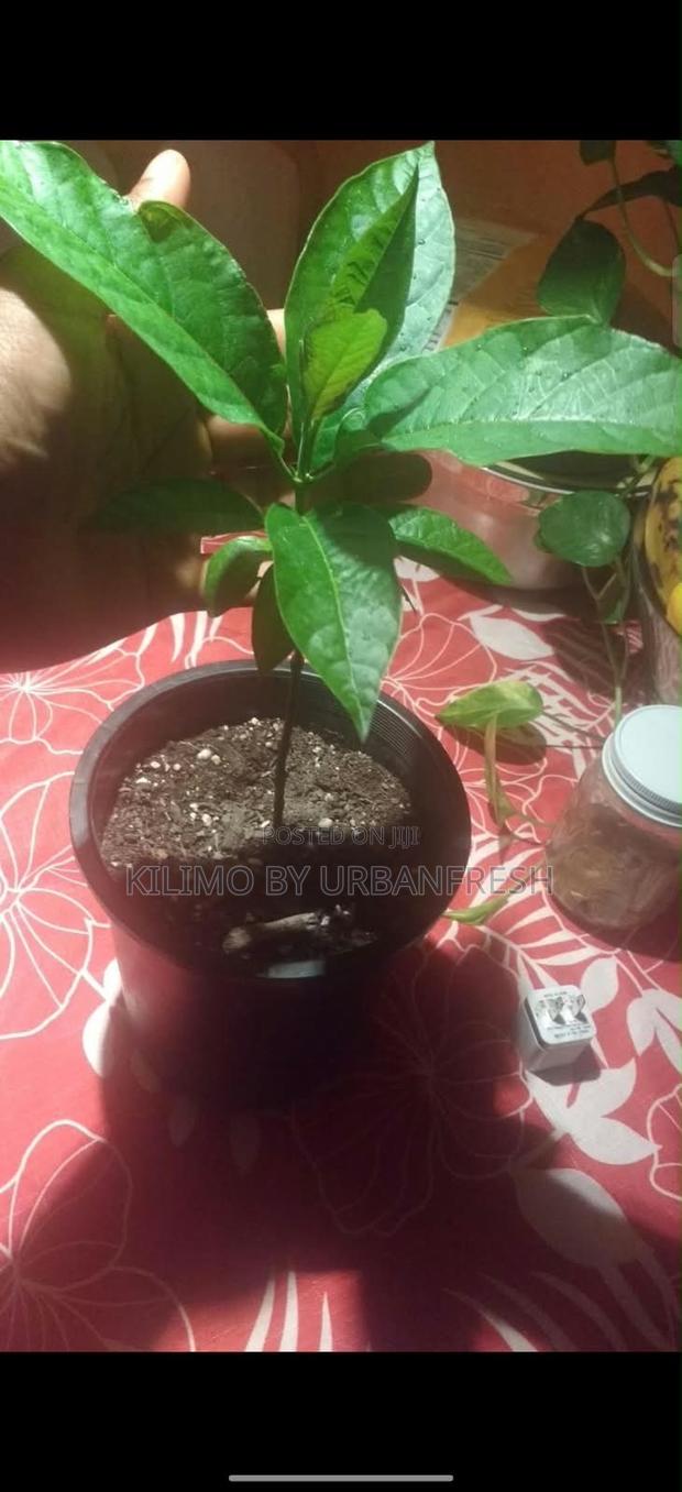 Modia Whitei ( Mukombero ) Seedling. - main view