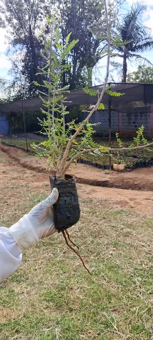 Frankinsence ( Boswellia Neglecta ) Seedlings 10 Per Order.