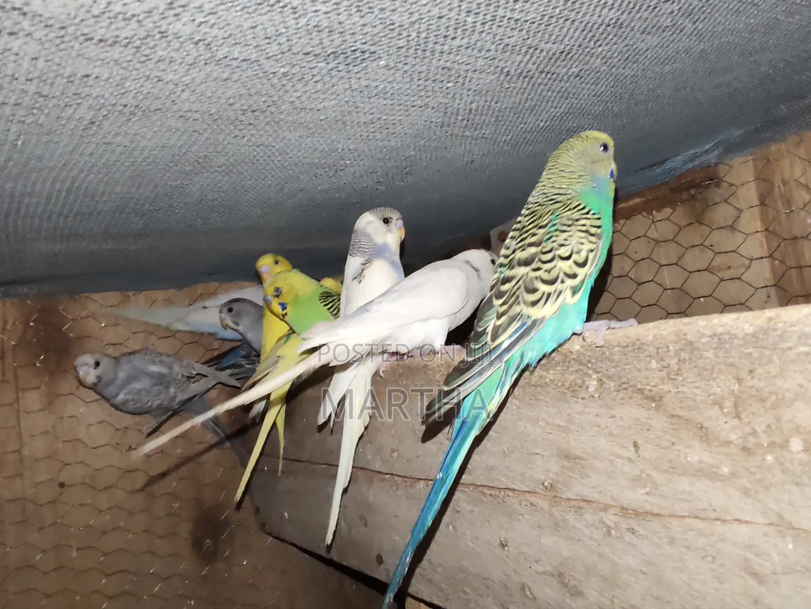 Health Budgie's