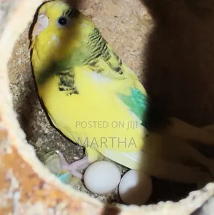 Health Budgie's