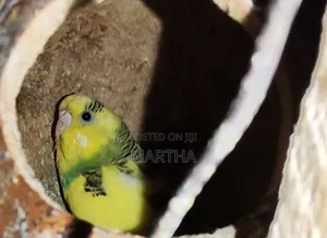Health Budgie's