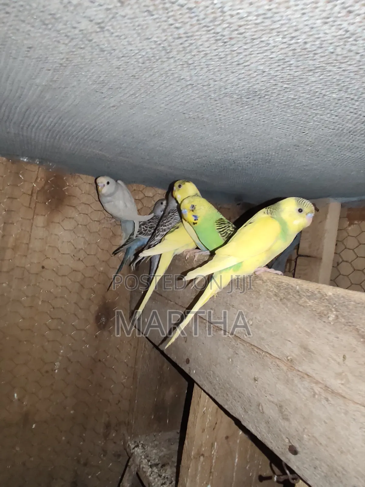 Health Budgie's