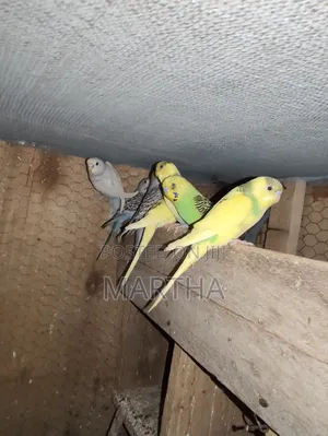 Health Budgie's