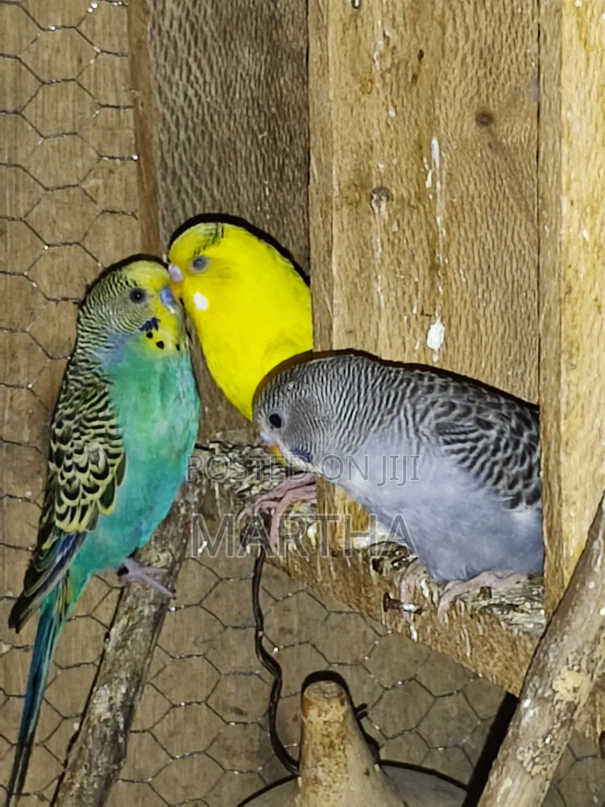Health Budgie's