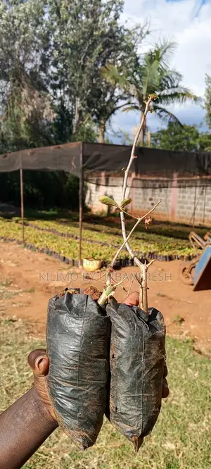 Sweet Myrrh Tree Seedlings. 10 Per Order.