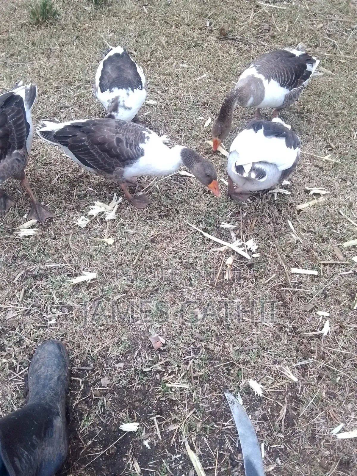 Poultry Farming
