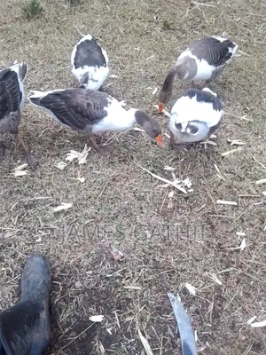 Poultry Farming