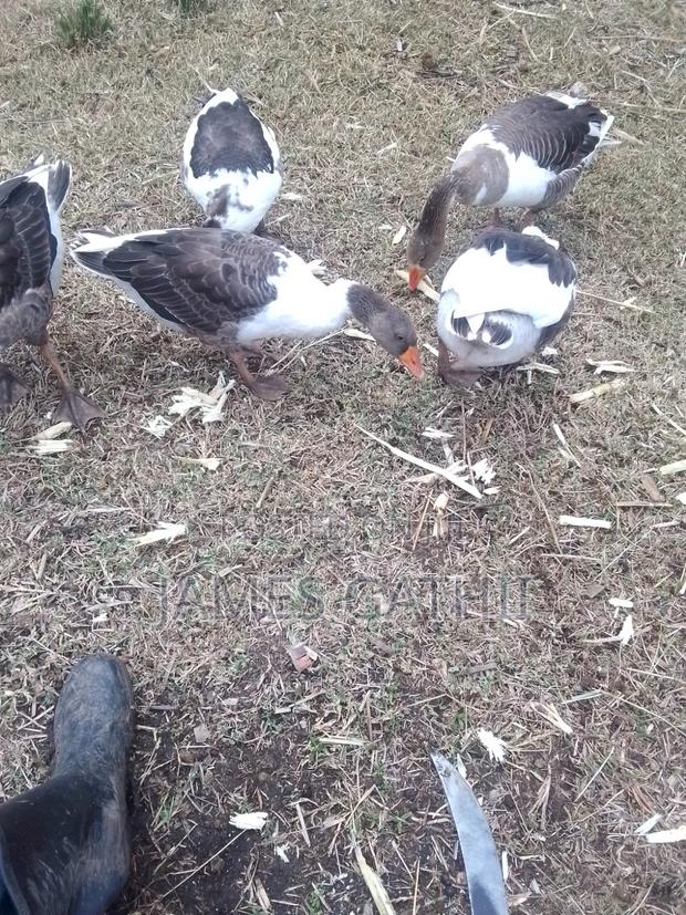 Poultry Farming