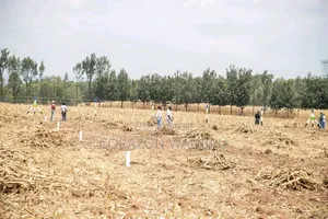 50*100plots in Sobea