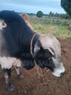 Cattle and Goats