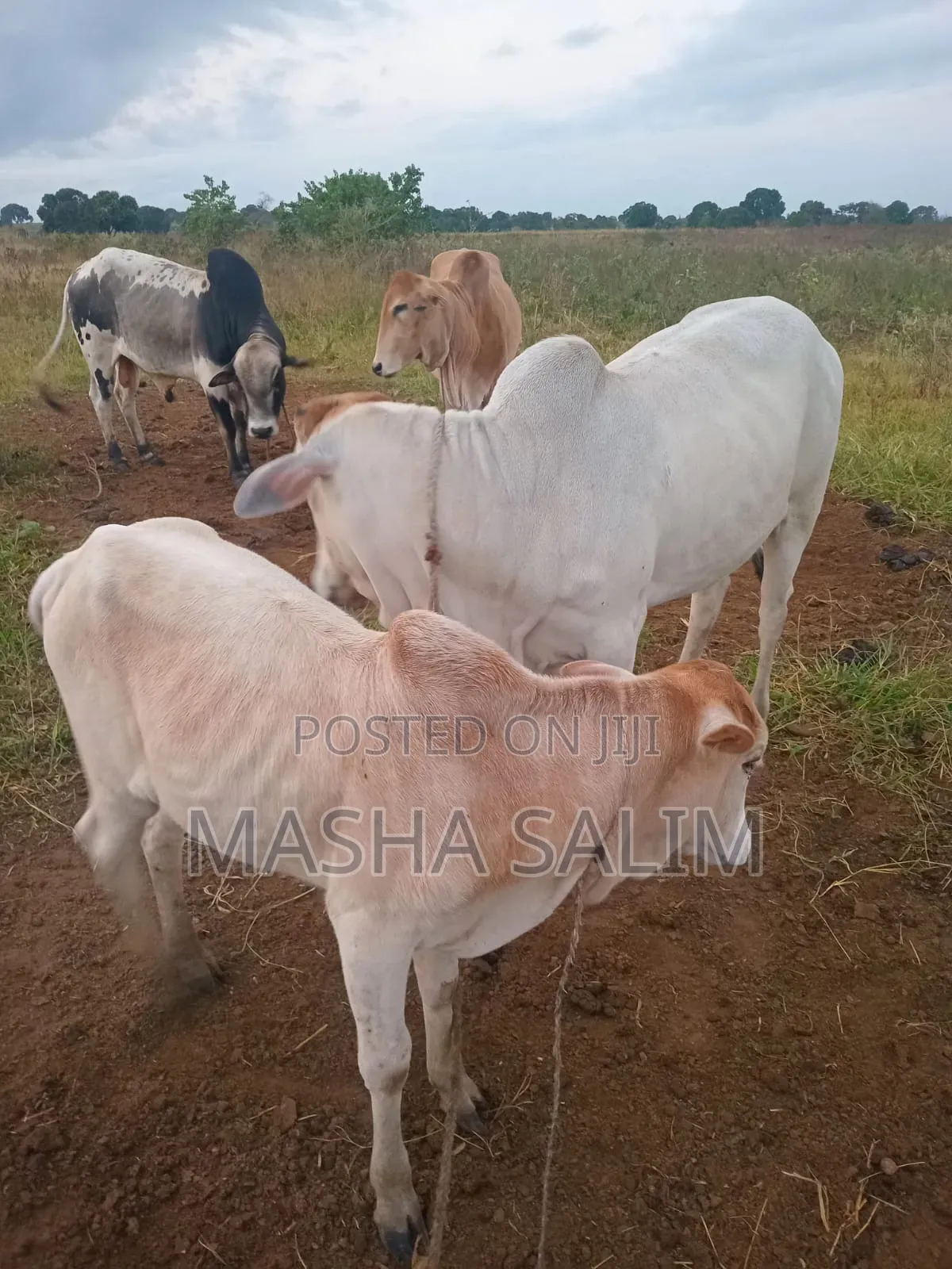 Cattle and Goats