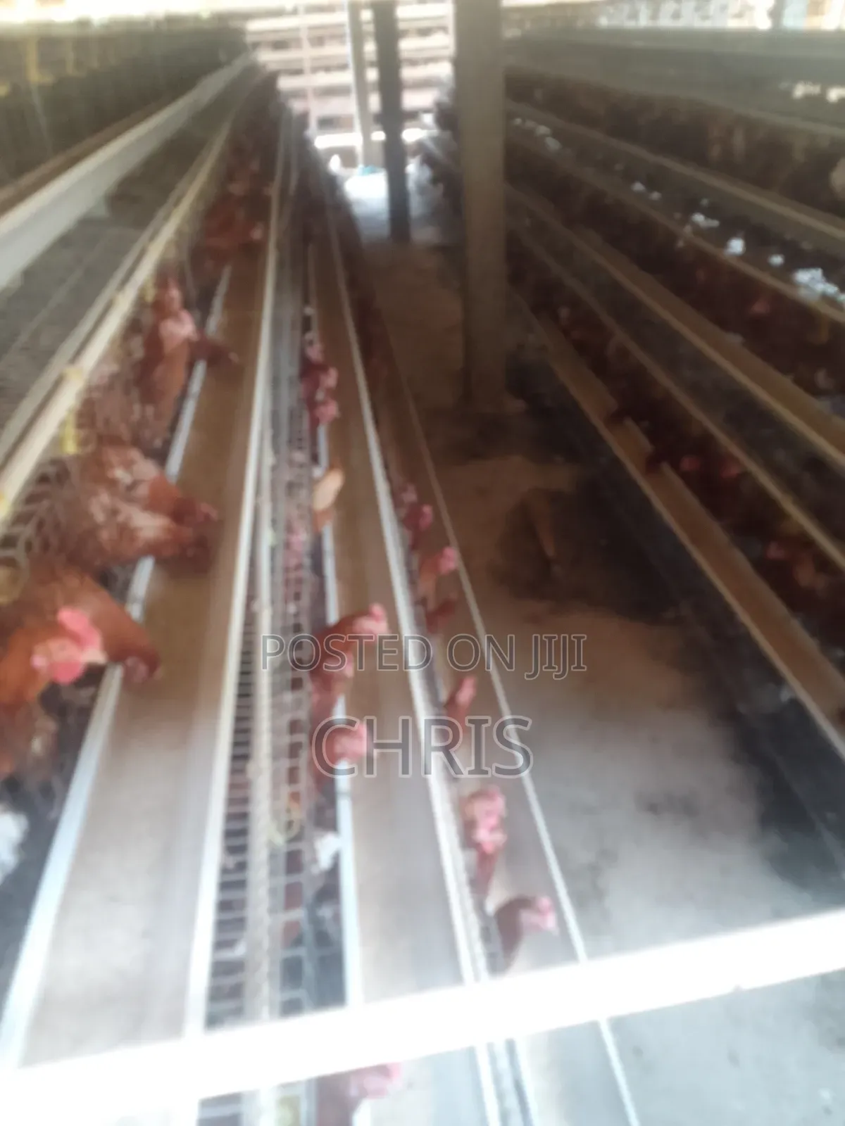 Chicken Cages for Layers Available