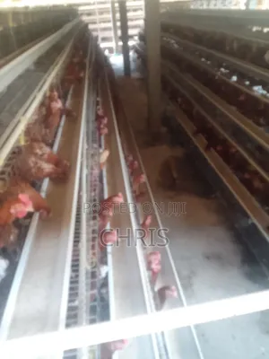 Chicken Cages for Layers Available