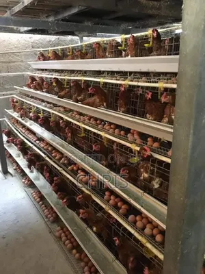 Chicken Cages for Layers Available