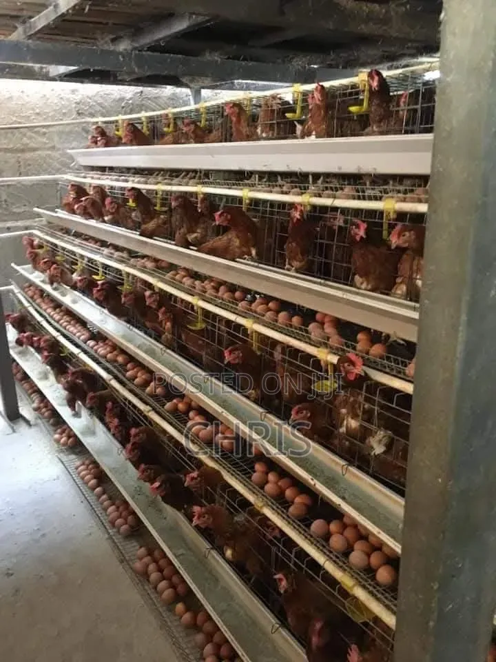 Chicken Cages for Layers Available