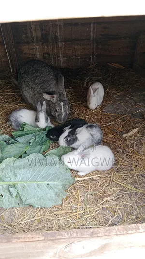 Hybrid Baby Bunnies American Chinchilla X California White