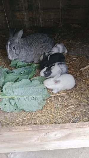 Hybrid Baby Bunnies American Chinchilla X California White