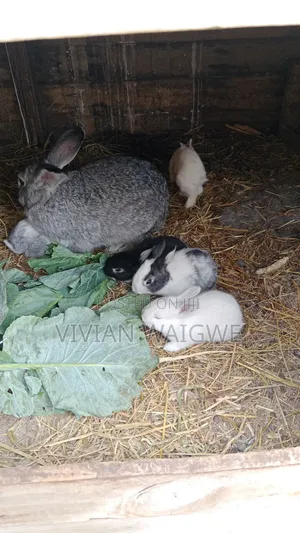 Hybrid Baby Bunnies American Chinchilla X California White