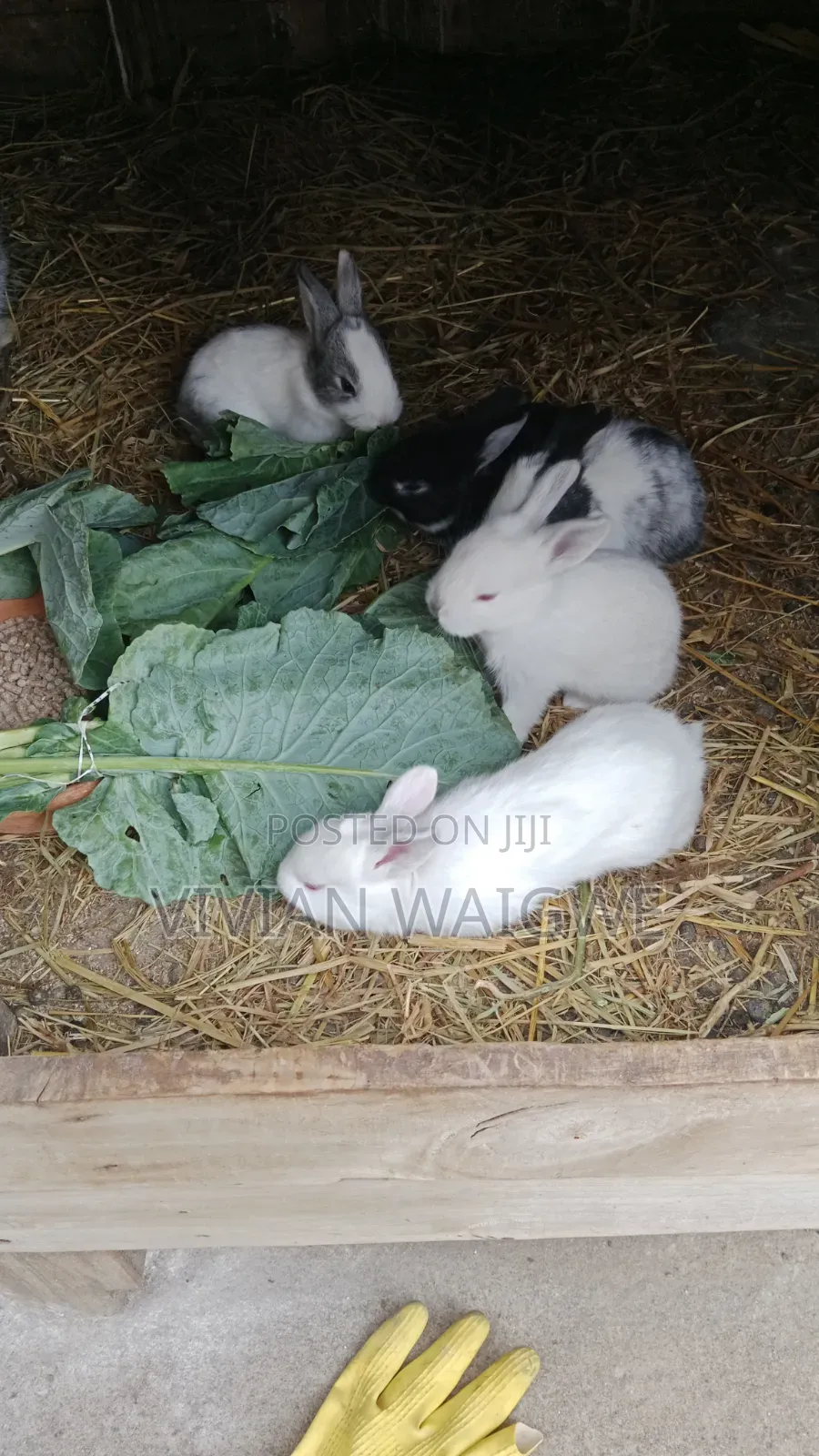 Hybrid Baby Bunnies American Chinchilla X California White