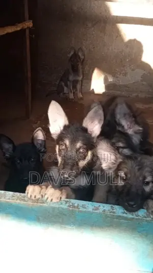 1-3 months Female Mixed Breed German Shepherd