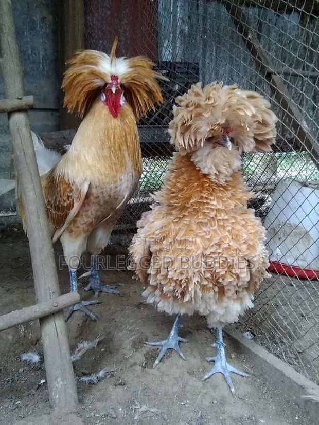 Polish Hen