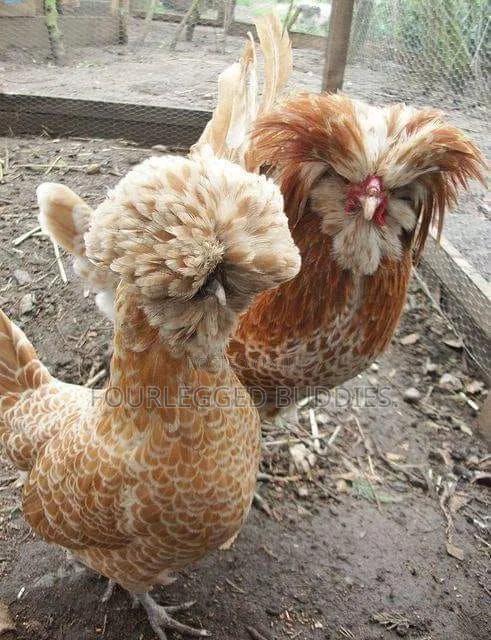 Polish Hen - thumbnail 2