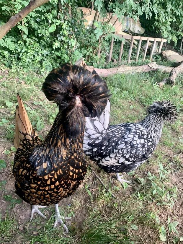 Polish Hen - thumbnail 3