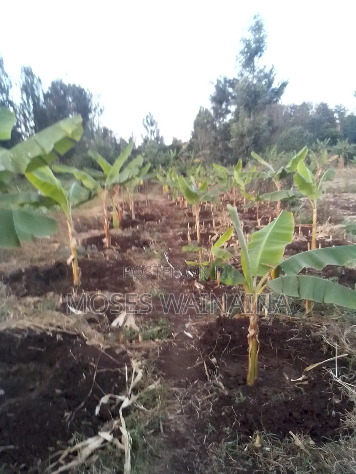 1⁄2 Acre Land for Sale at Kenol Kimorori With a 3 Bedroomed Bungalow