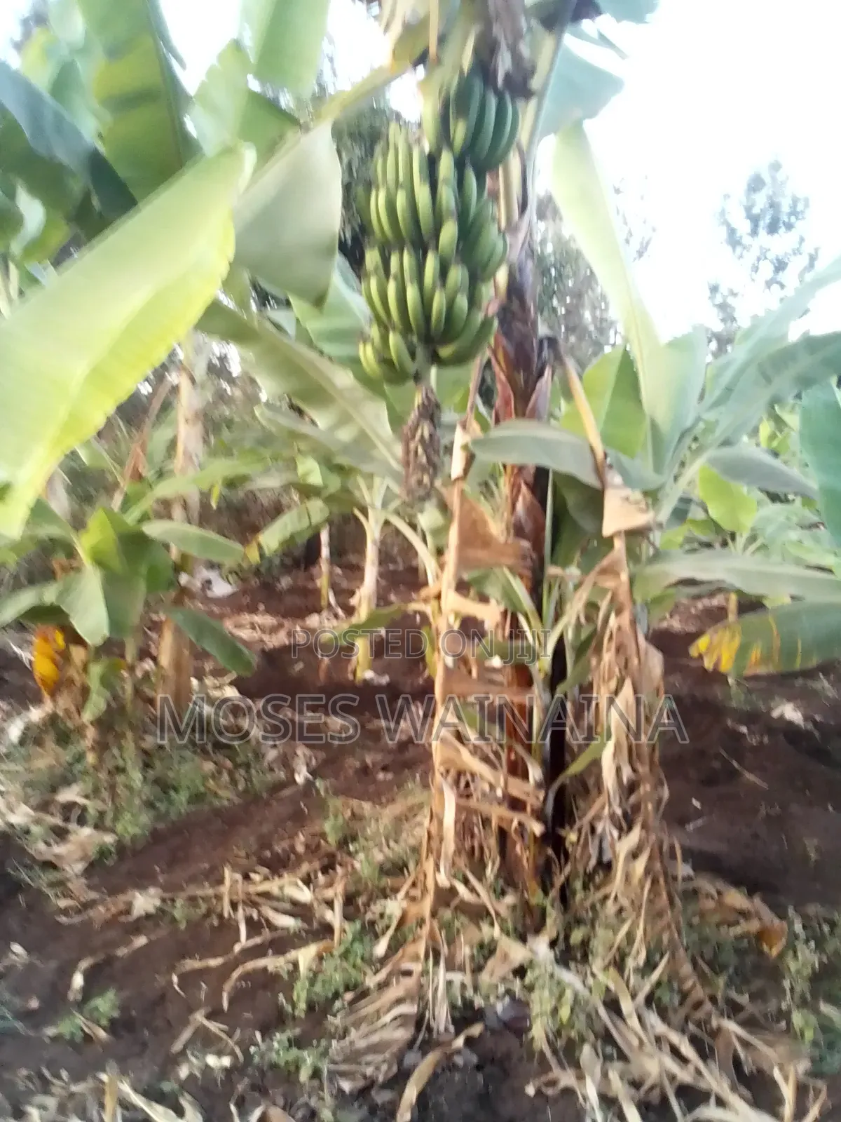 1⁄2 Acre Land for Sale at Kenol Kimorori With a 3 Bedroomed Bungalow