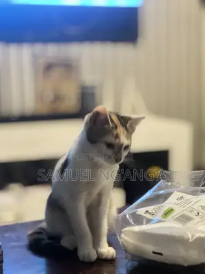 1-3 months Female Mixed Breed American Shorthair