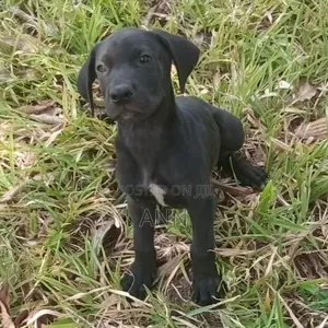 1-3 months Male Purebred Great Dane
