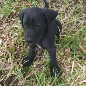 1-3 months Male Purebred Great Dane