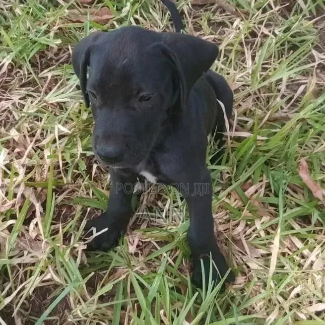 1-3 months Male Purebred Great Dane
