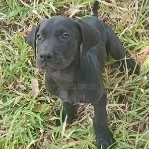 1-3 months Male Purebred Great Dane