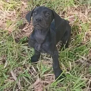 1-3 months Male Purebred Great Dane