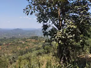 3-Acre Fertile Land for Quick Sale in Kalamba