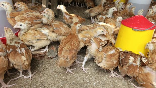 Sasso F1 One Month Old Chicks
