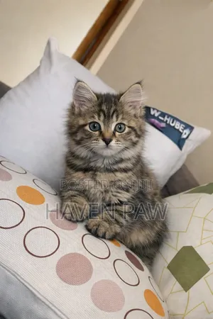 1-3 months Female Mixed Breed Tabby