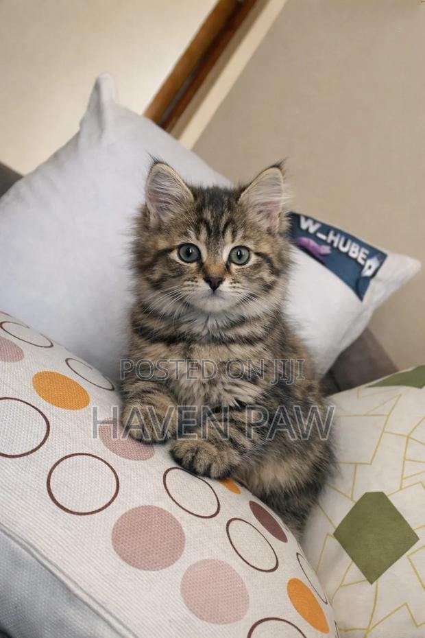 1-3 months Female Mixed Breed Tabby