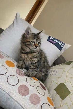 1-3 months Female Mixed Breed Tabby